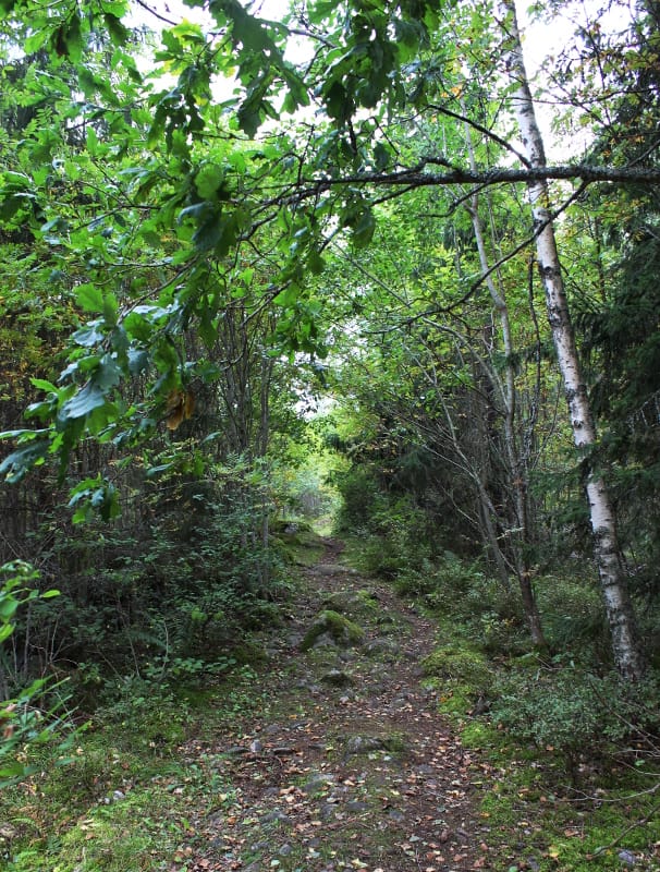 Metsäpolku Rapolan linnavuorella